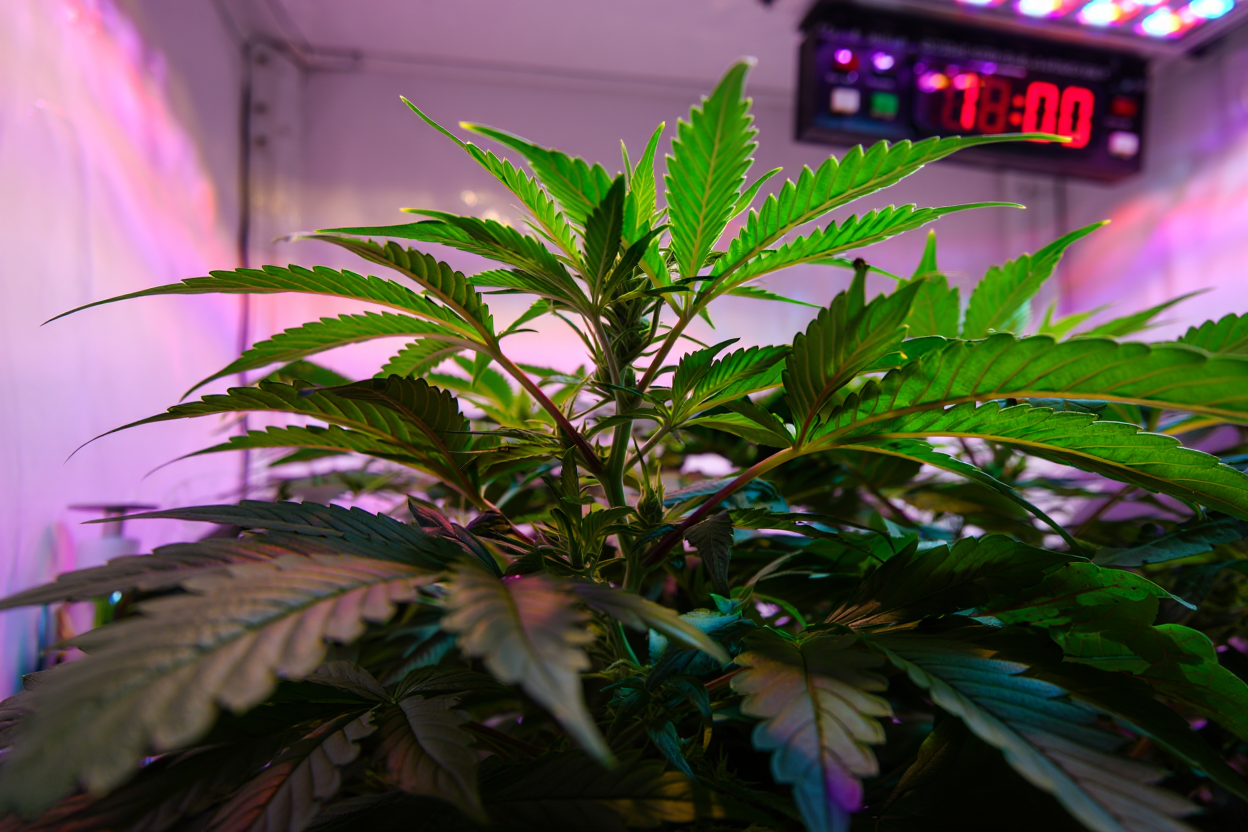Autofloraison sous éclairage LED avec timer