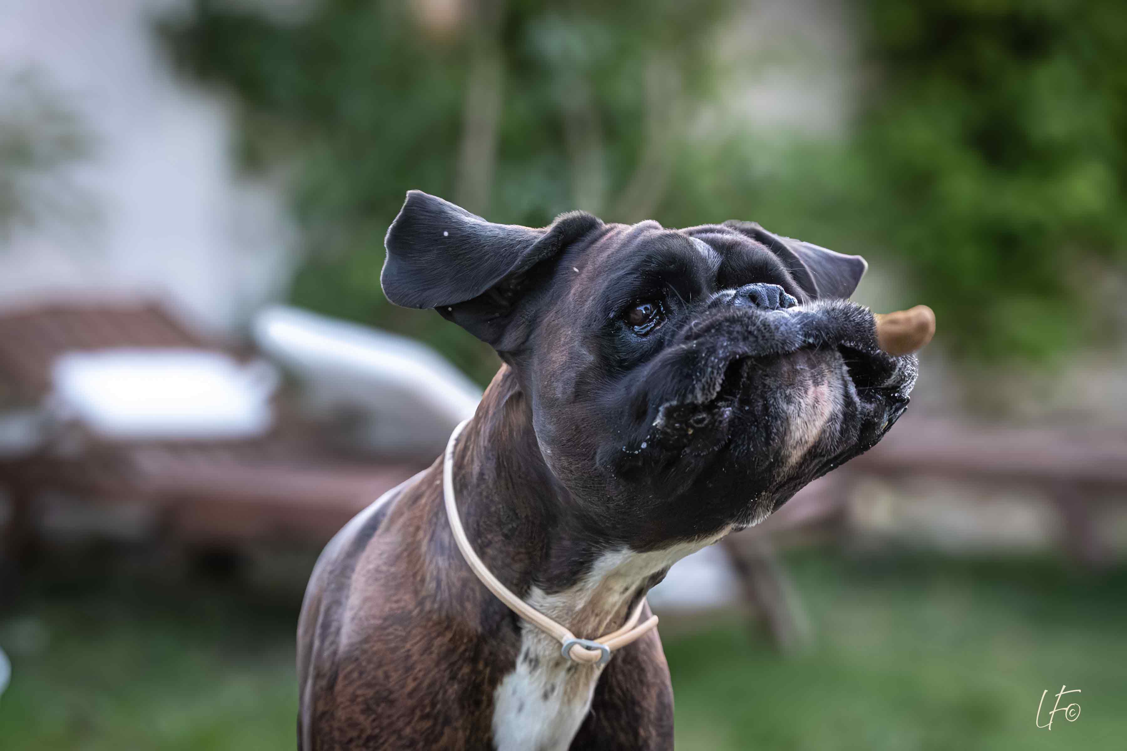 20 Poses drôles à faire avec son chien pour des photos inoubliables