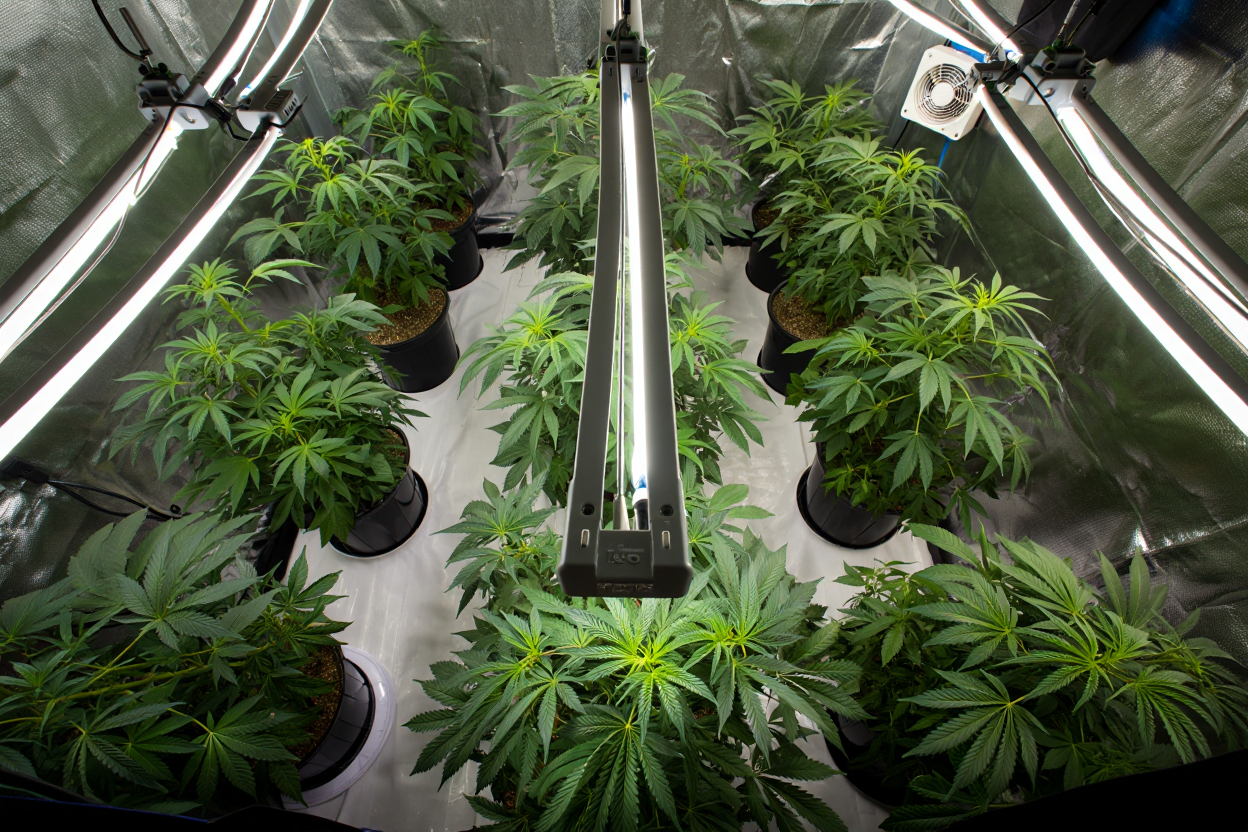 Installation LED horticole optimisée