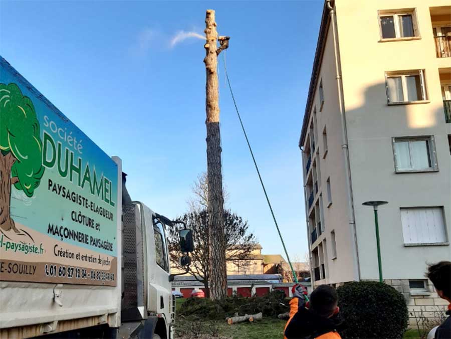 Un arbre fruitier jeune est élagué, attaché après sa coupe à une grue ou une corde, avec une équipe au sol.