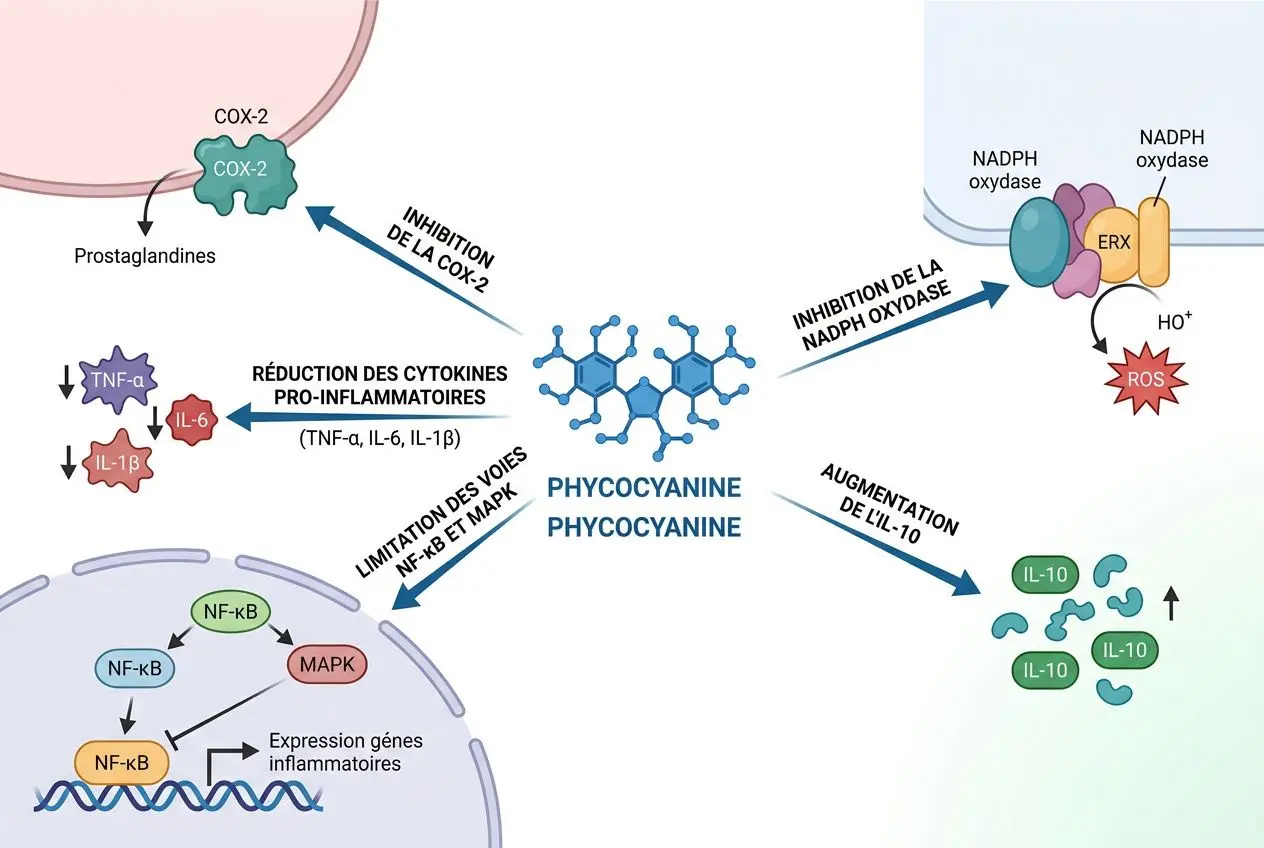 Schéma illustrant les effets de la phycocyanine sur l’immunité et l’inflammation, avec réduction des cytokines pro-inflammatoires et augmentation de IL-10.
