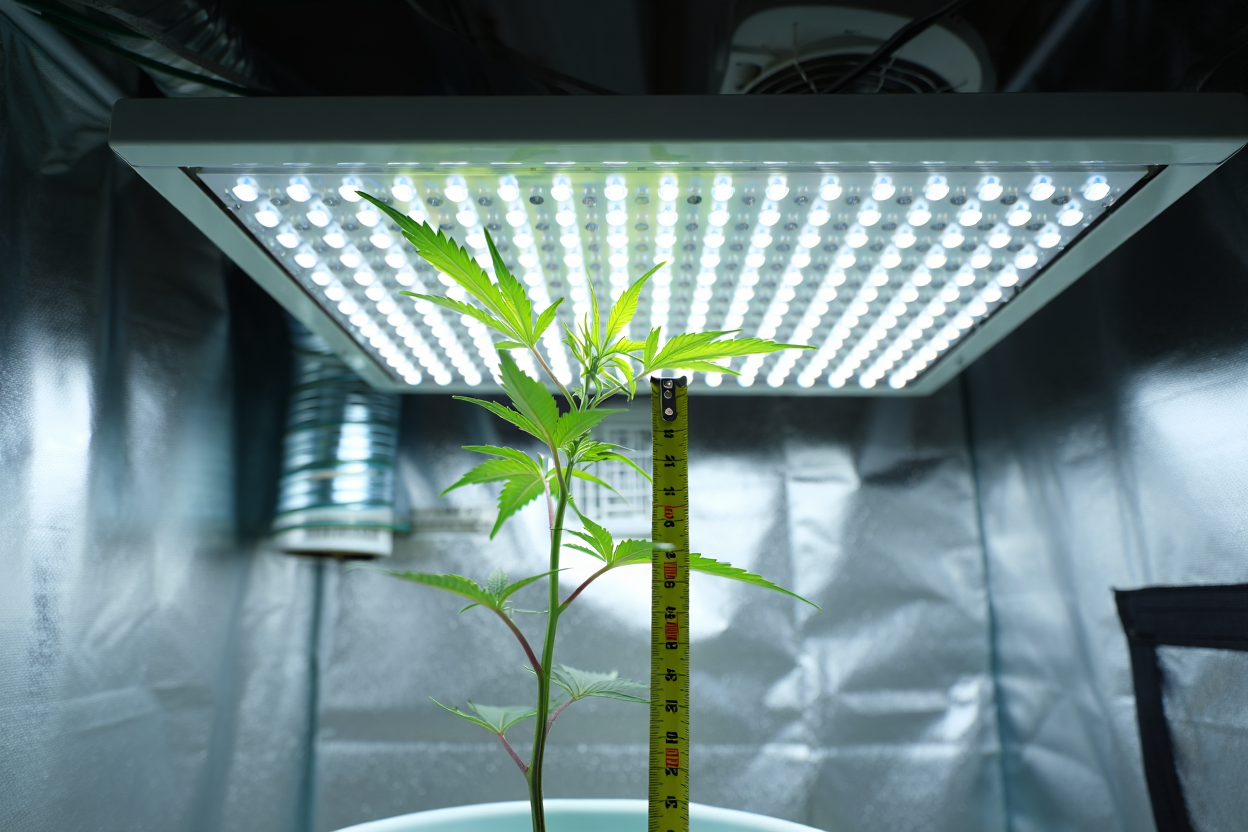 Distance entre lampe LED et plante en croissance