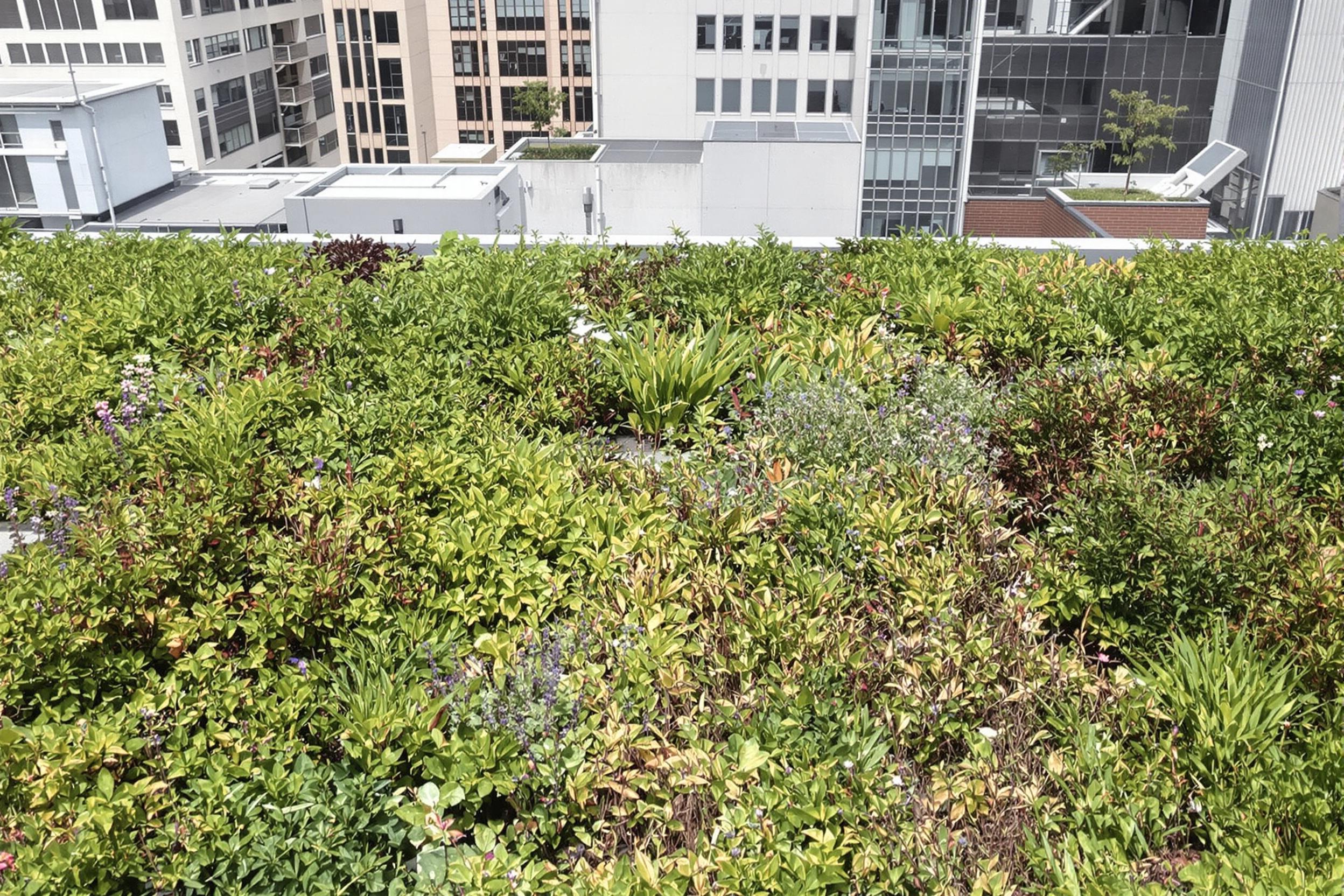 Variety of vegetation types for green roofs
