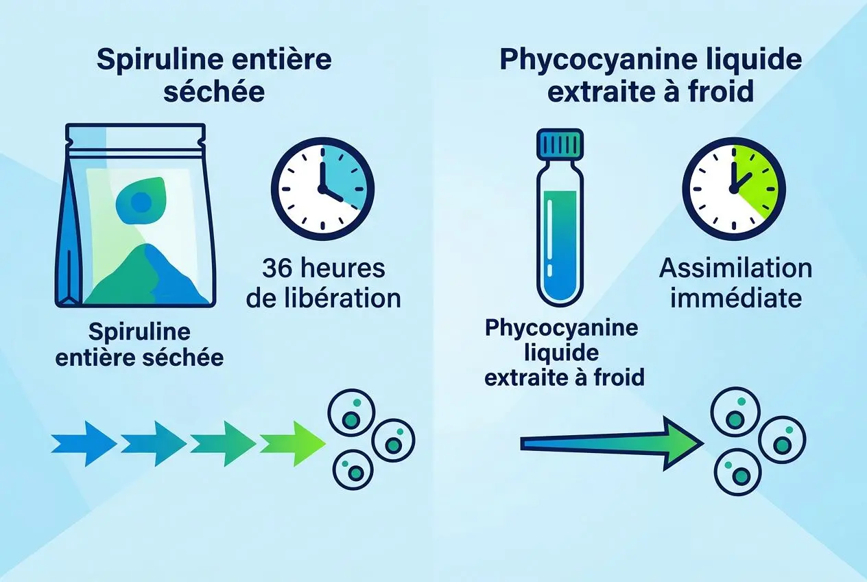 Spiruline entière séchée et phycocyanine liquide extraite à froid, avec horloge et flèches indiquant l’assimilation et l’action antioxydante naturelle puissante.