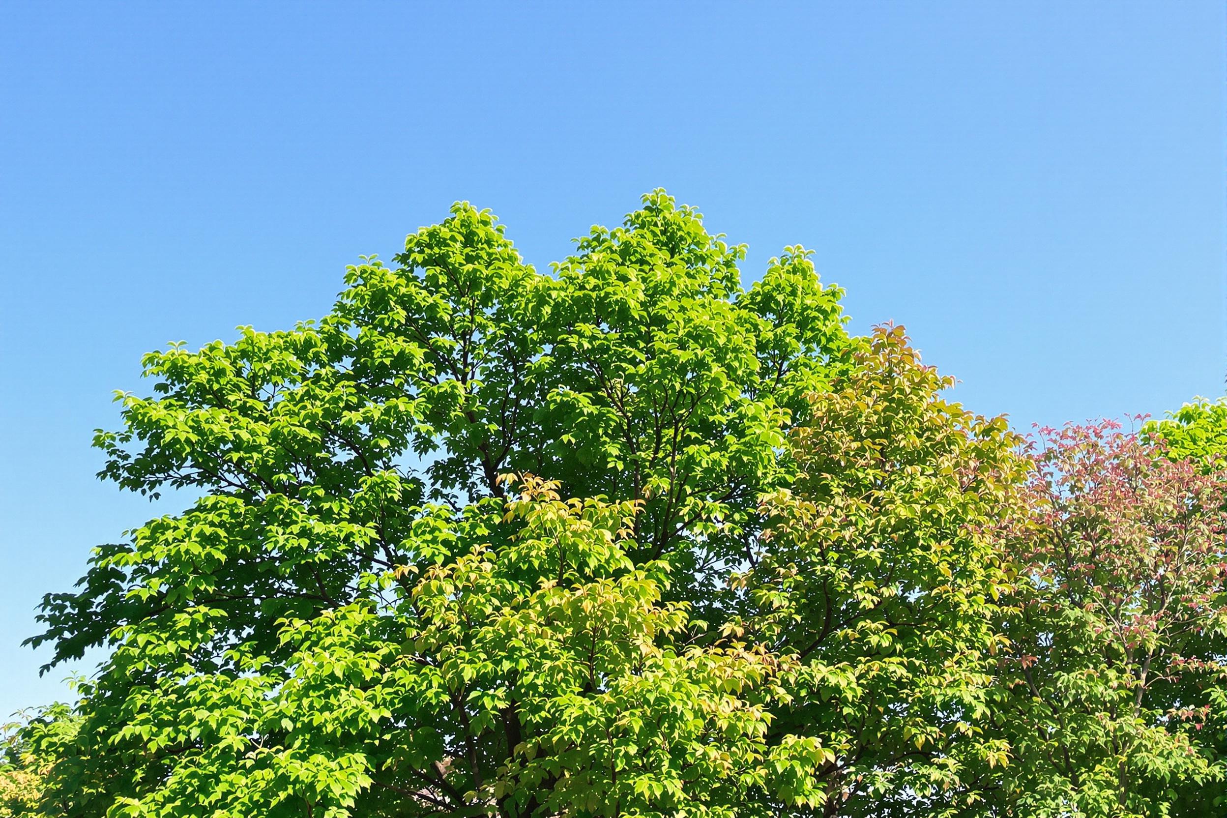 Eco-friendly materials source
