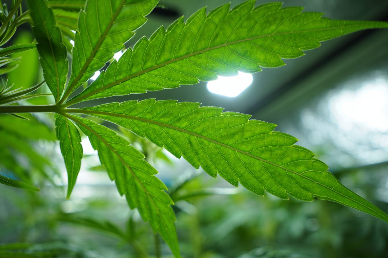 Chlorophyll erfasst LED-Licht