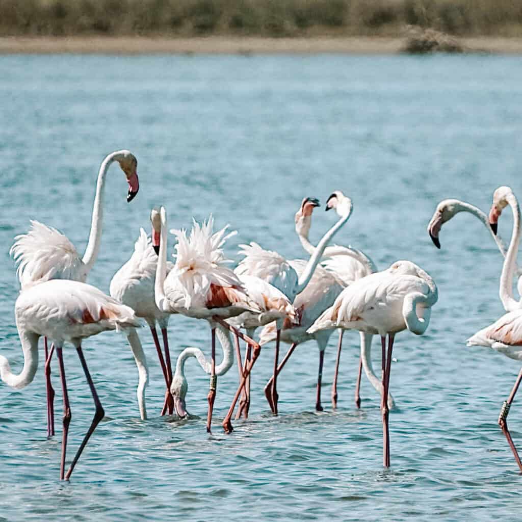 Beautiful paradise of Ria Formosa Natural Park in Algarve