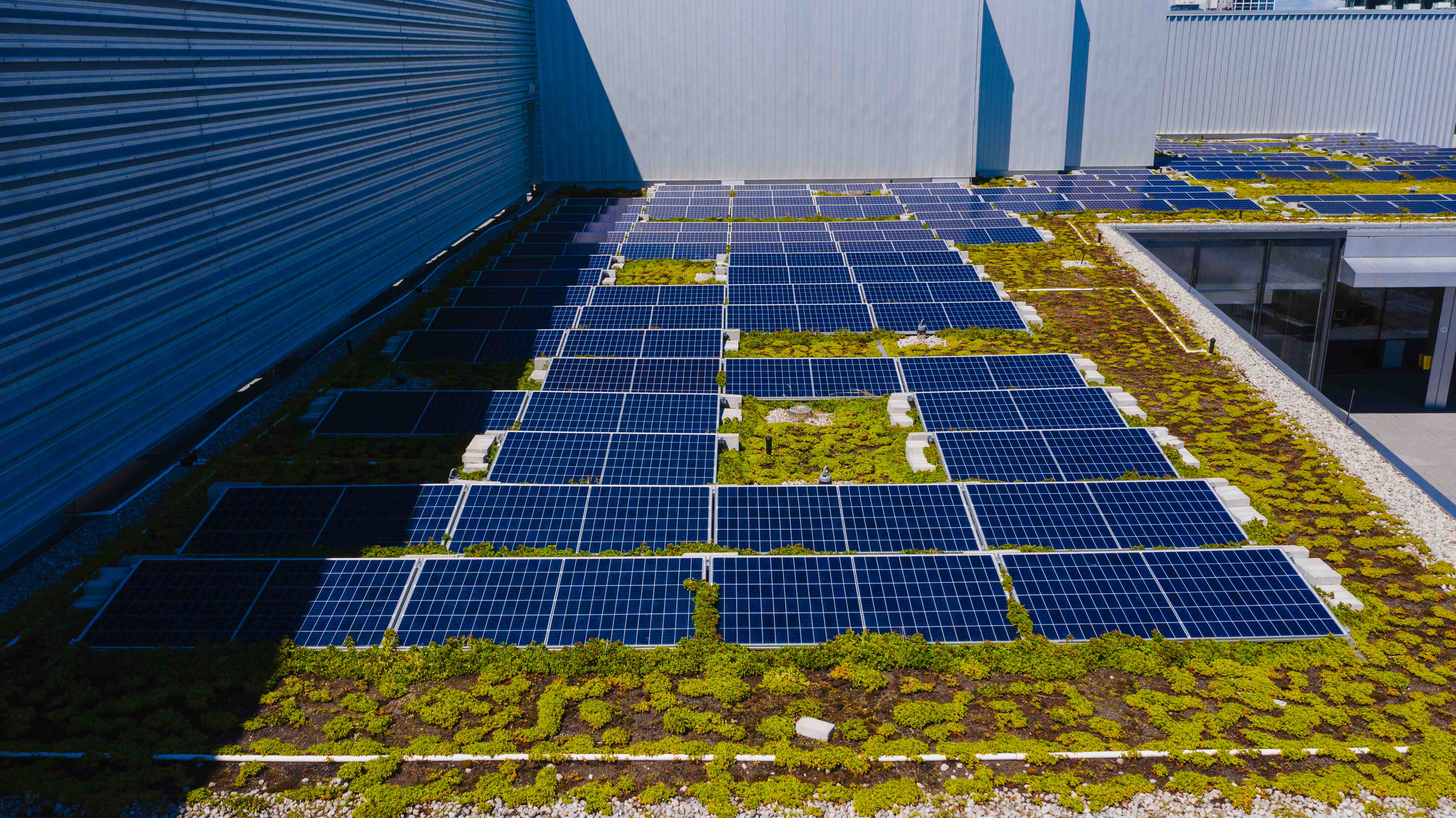 Green moss covers a solar panel array on a rooftop.