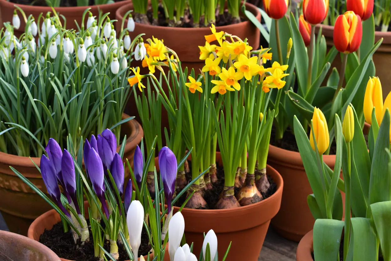 Bloembollen in potten op terras