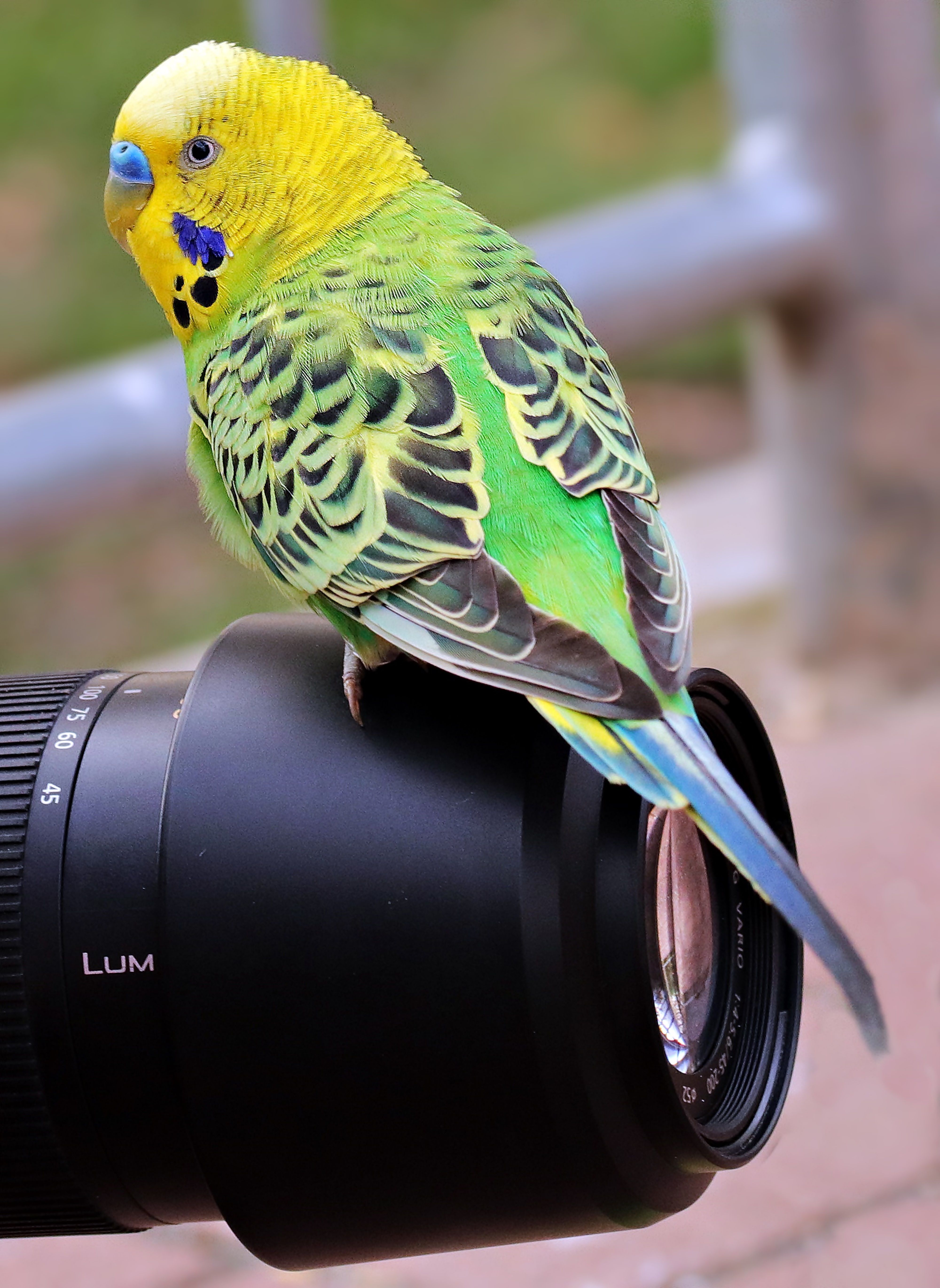 Perroquet coloré posé sur l’objectif lumix, prêt à photographier, ensemble parfait pour un objectif pour photo animalière.
