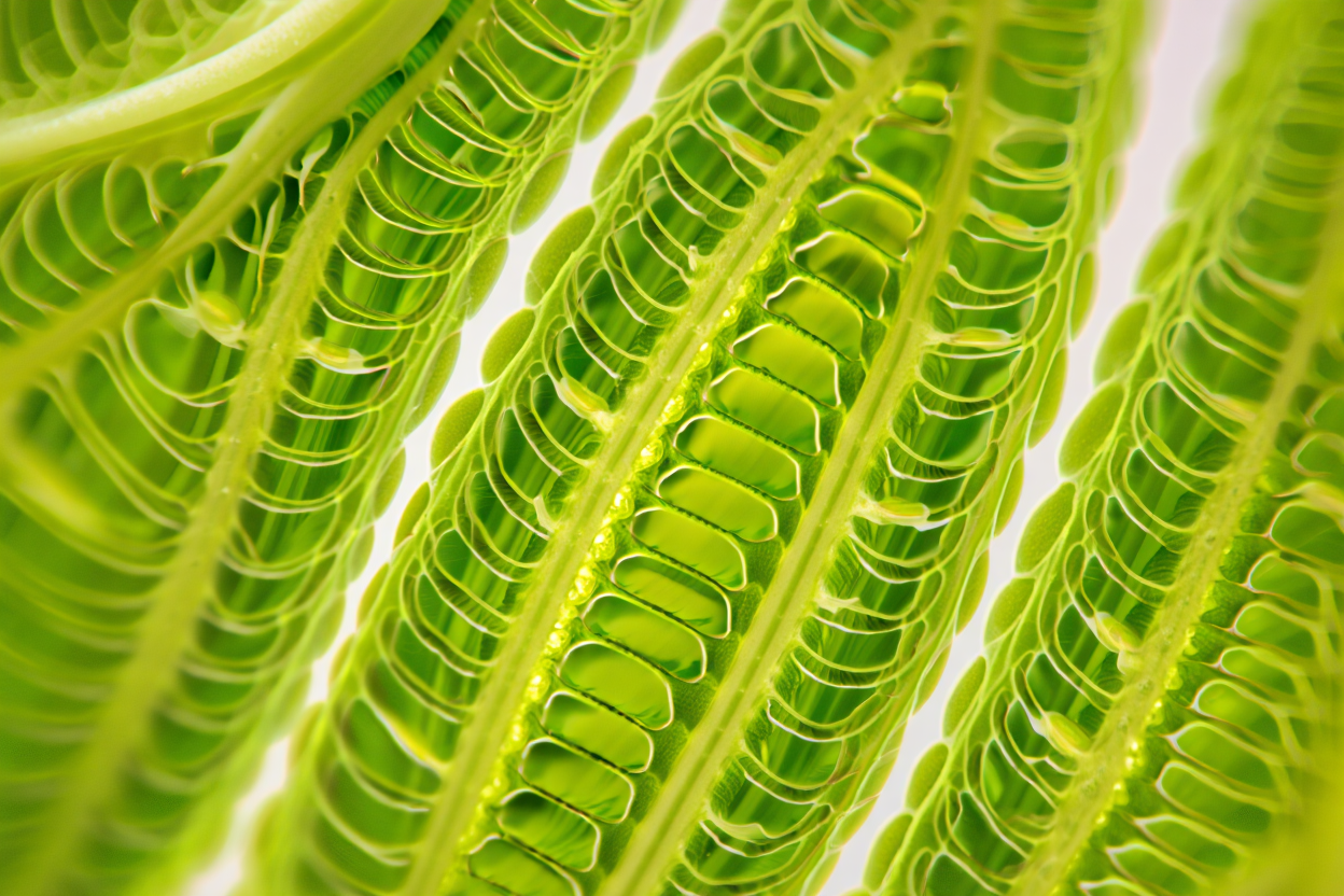 Coupe transversale d'un chloroplaste montrant les thylakoïdes