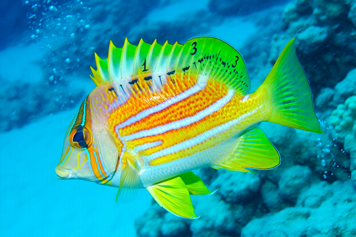Misurazione corretta della lunghezza del piede per scegliere le pinne